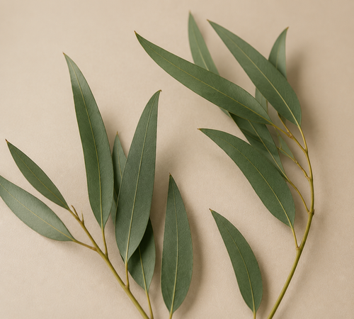 Eucalyptus Body Wash